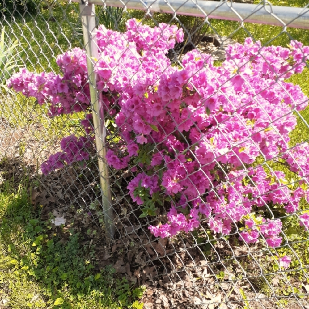 Meet your Posher, Rae